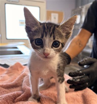Adoptable Cat