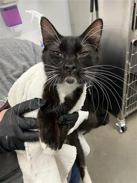 Adoptable Cat