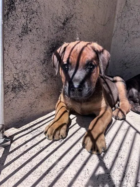 Adoptable Dog