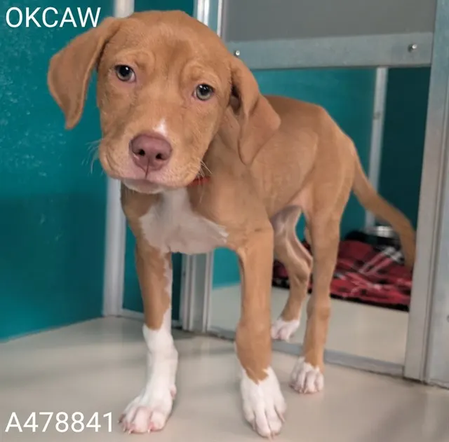 Adoptable Dog