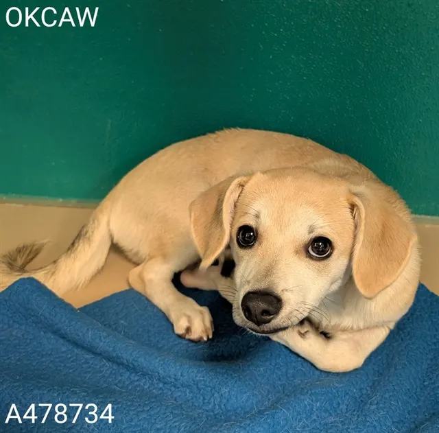 Adoptable Dog