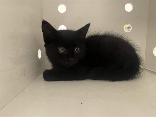 Orchid - Adoption Pending