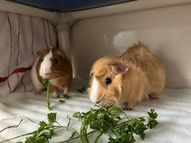 Tater