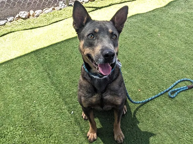 Nova