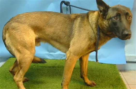 Adoptable Dog