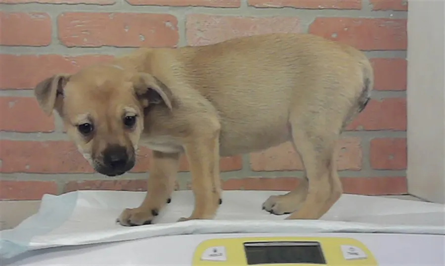 Puppy 1