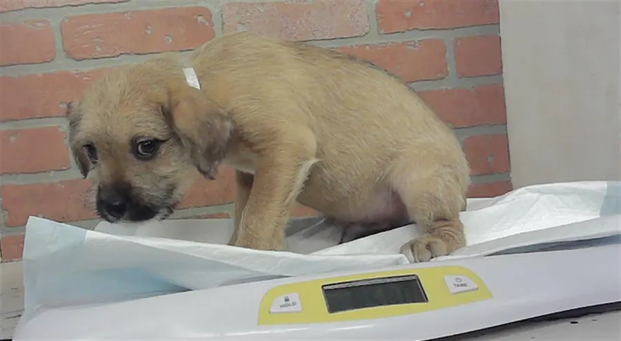 Puppy 2