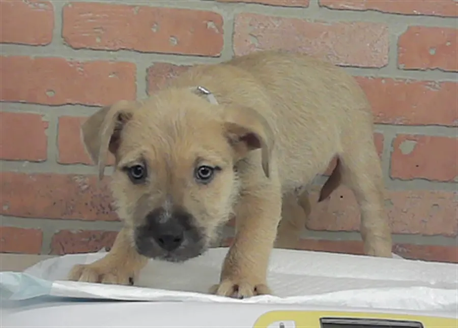 Puppy 3