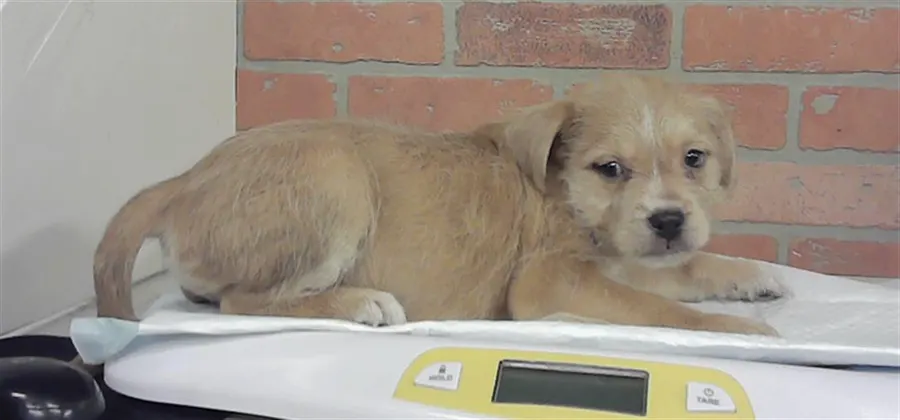 Puppy 4