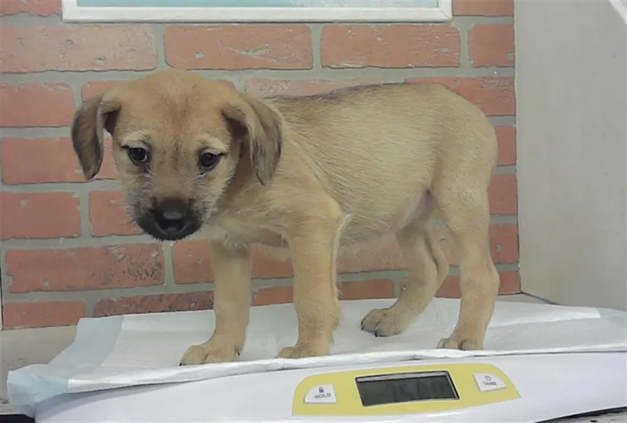 Puppy 5