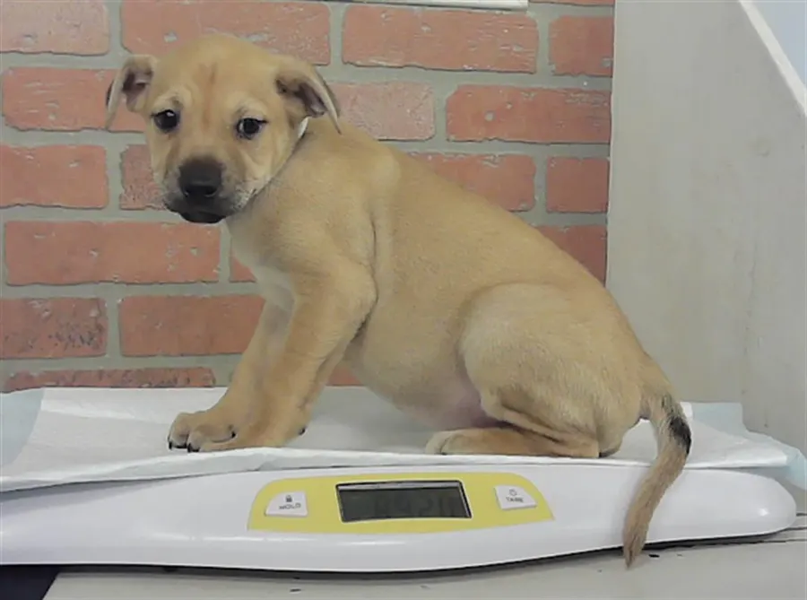 Puppy 6