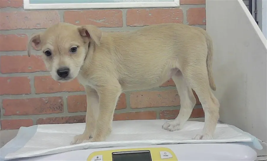 Puppy 7