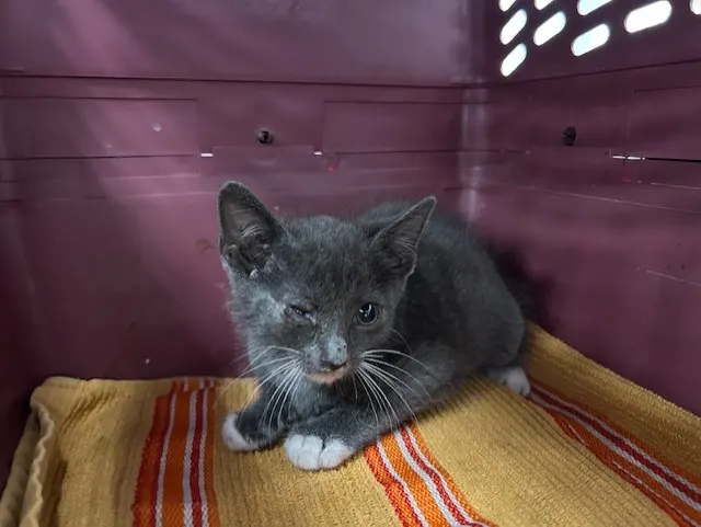 Hugo