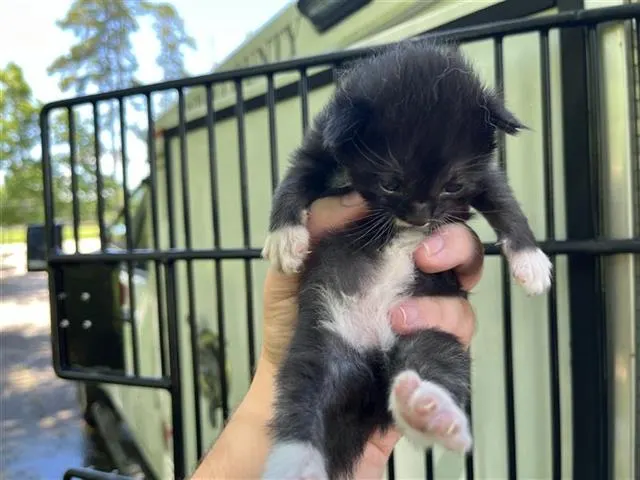 Adoptable Cat