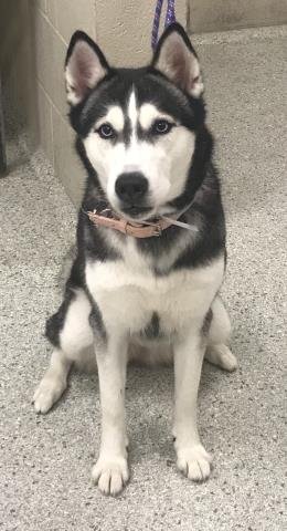 Adoptable Dog