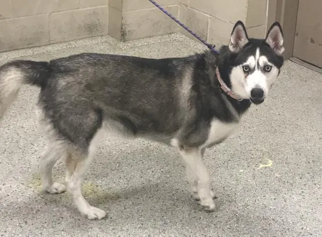 Adoptable Dog