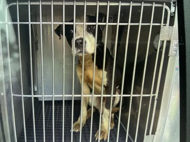 Adoptable Dog