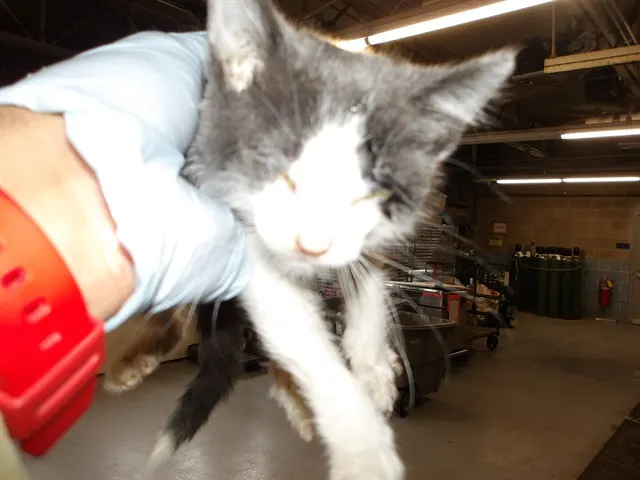 Adoptable Cat