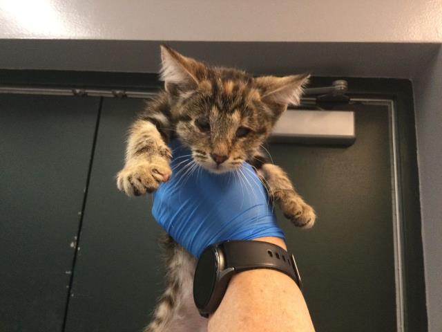 Adoptable Cat