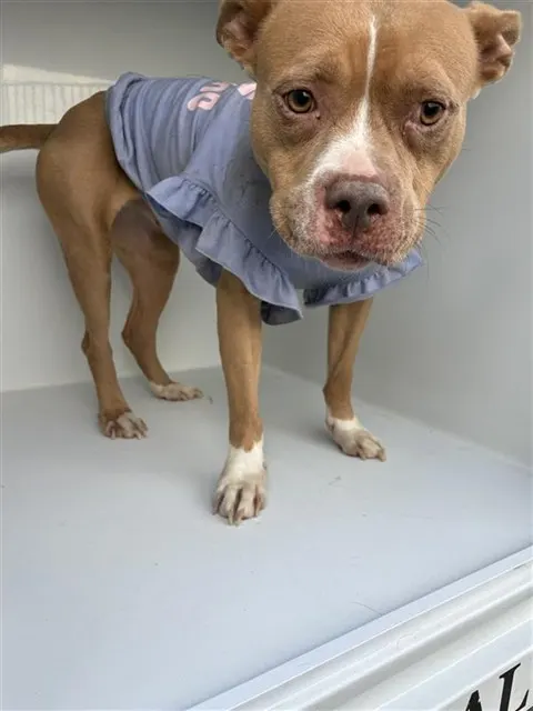 Adoptable Dog