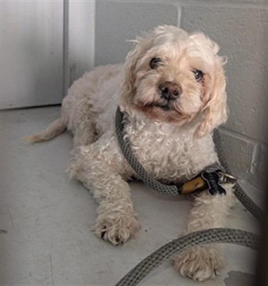 Adoptable Dog