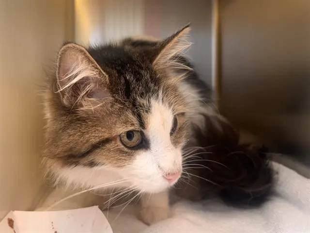 Kiki