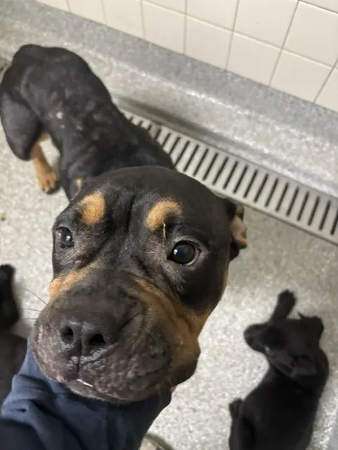 Adoptable Dog