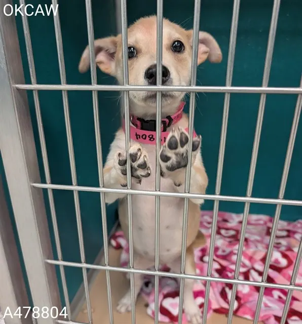 Adoptable Dog