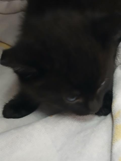 Mochi