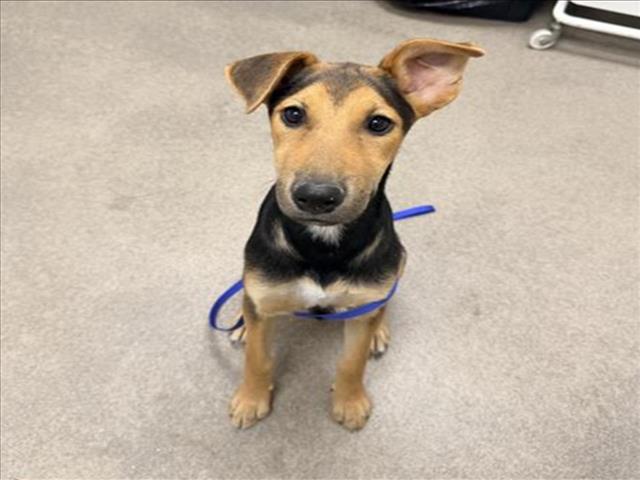 Adoptable Dog