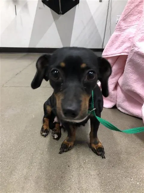 Adoptable Dog