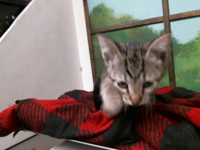 Keila