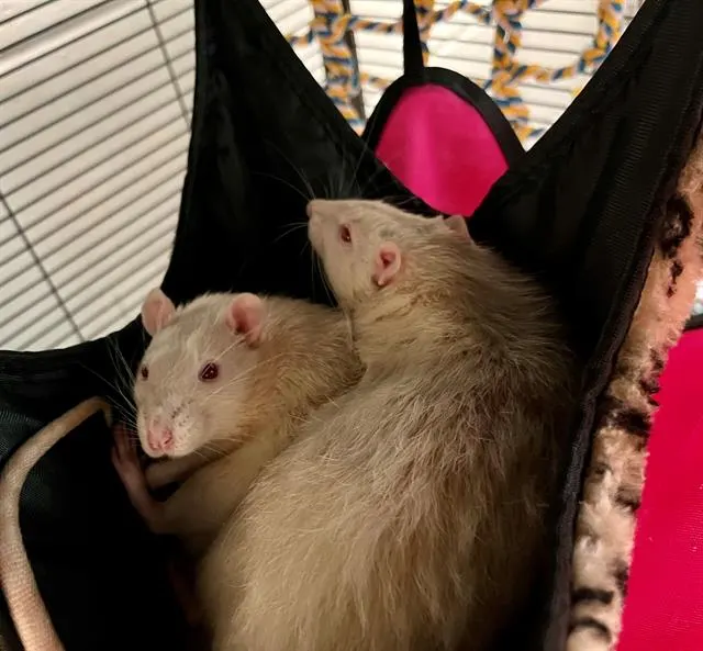 Cheddar