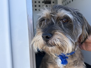 Adoptable Dog