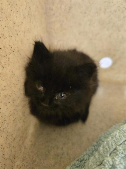 Teeny Wolf