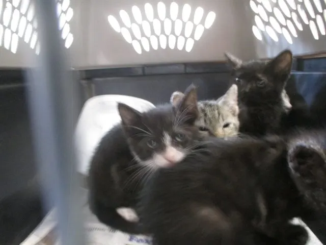 Adoptable Cat