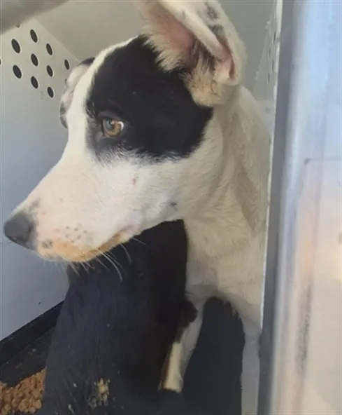 Adoptable Dog
