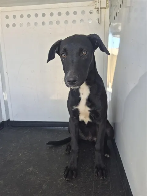 Adoptable Dog
