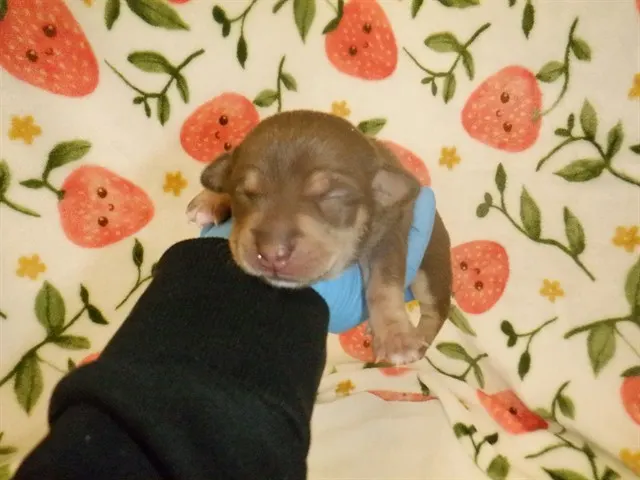 Adoptable Dog