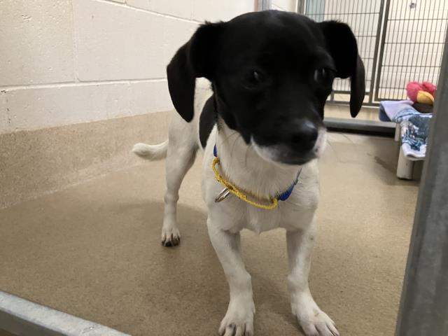 Adoptable Dog