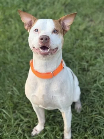 Bolt