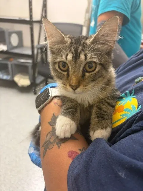 Mittens