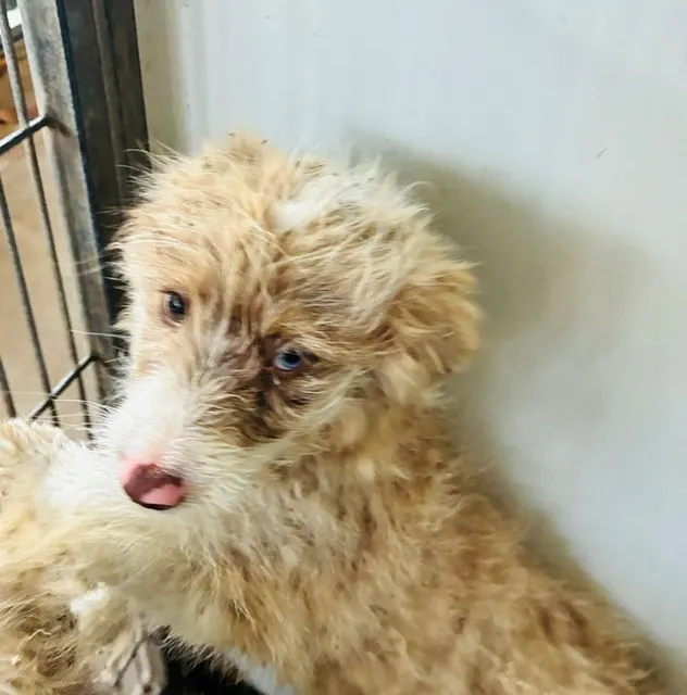 Adoptable Dog