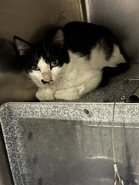 Adoptable Cat