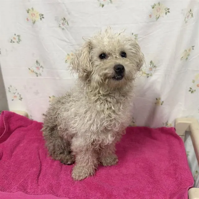Adoptable Dog