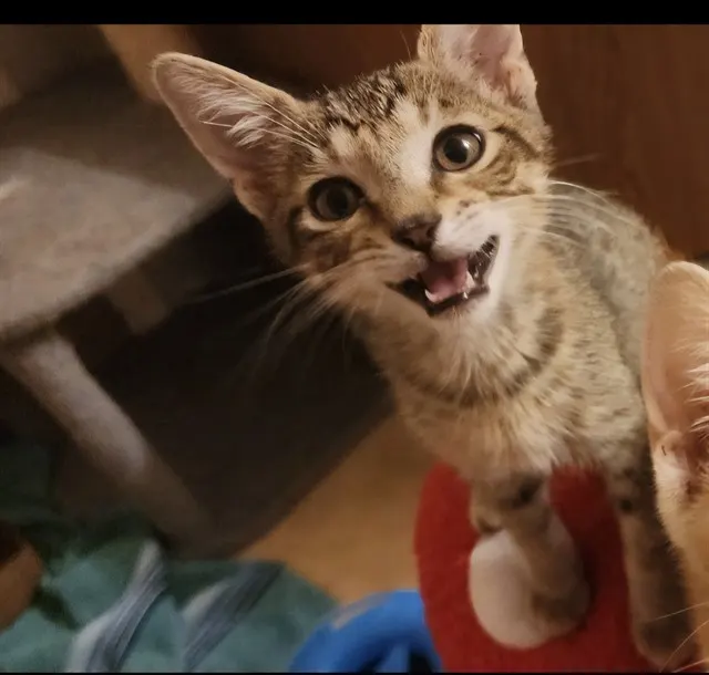 Leila