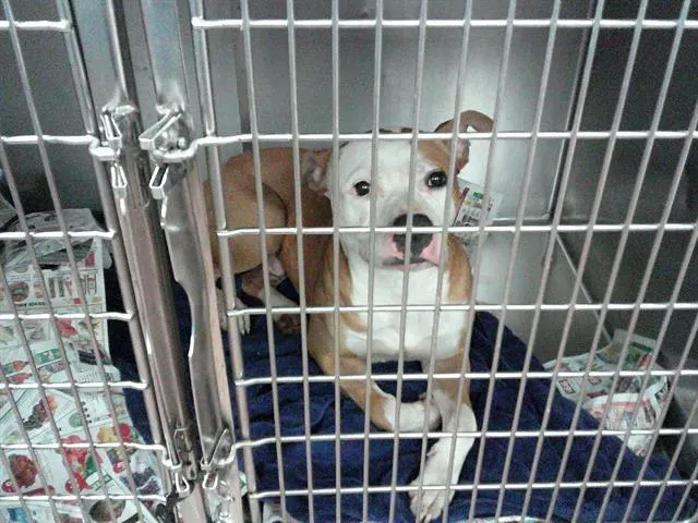 Adoptable Dog