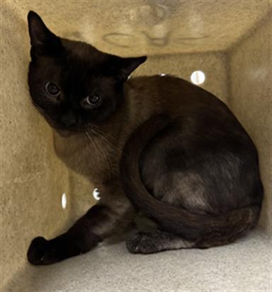 Adoptable Cat