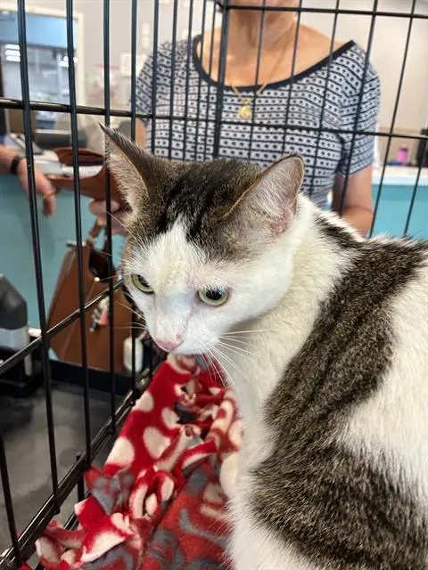 Adoptable Cat