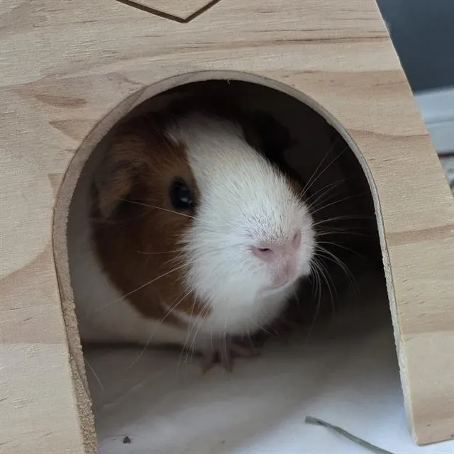 Meatball